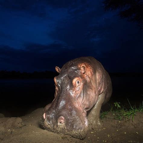 A Hippopotamus Laying On The Ground At Night With Its Head Turned To