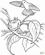 Coloring Pages Hummingbird Print sketch template