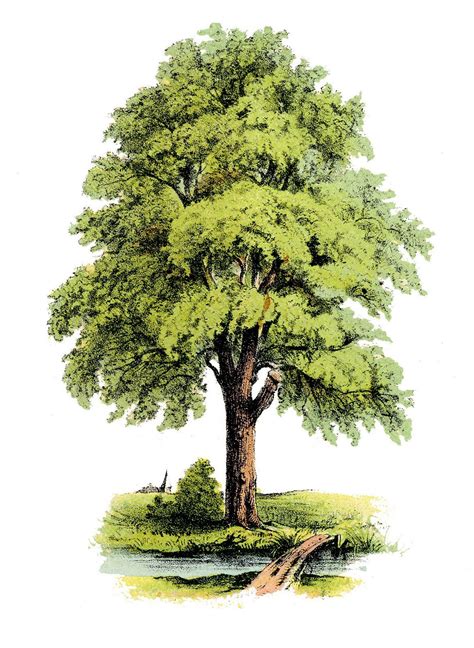 LÁminas Vintageantiguasretro Y Por El Estilo Tree Illustration