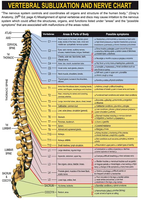 Nerve System Chart Top Chiropractor Nyc