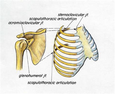 Ac Joint Injuries Boston Shoulder Institute