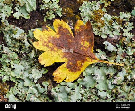 Common Hawthorn Crataegus Mongyna Leaf On Lichen Ashenbank Woodland