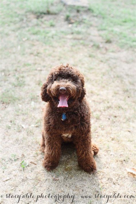 65 Best Images About Barbet On Pinterest Dog Art Poodles And