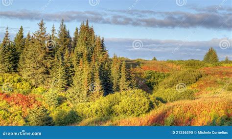 Edge Of An Alaskan Spruce Forest In Evening Stock Photo Image Of