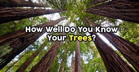 How Well Do You Know Your Trees Quizpug