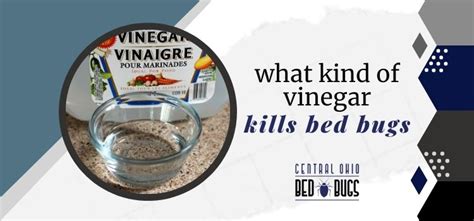 What Kind Of Vinegar Kills Bed Bugs Solved Updated