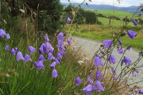 Air Pollution Is Devastating Uks Wild Flowers Turning Countryside Into