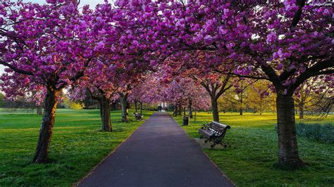Ławki Londyn Królewski Drzewa Wiosna Park Greenwich Anglia Aleja