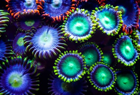 Underwater Neon Coral Wallpaper Download Underwater Hd Wallpaper Appraw