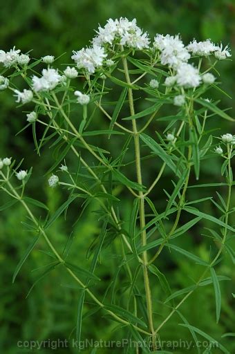 Photos And Characteristics Of Pycnanthemum Virginianum ~ Virginia