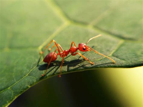 One Species Loves Our Climate Wrecking Ways Fire Ants Wired