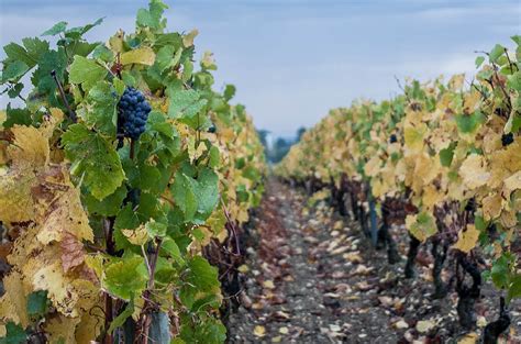 Burgundy Vineyards Are Hottest For Nearly 700 Years Says Study Wines