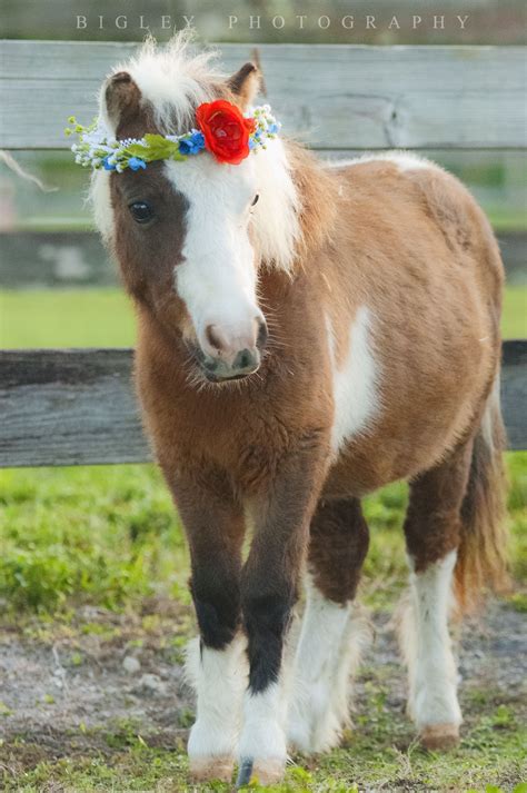 A Brown And White Horse With A Flower In Its Hair