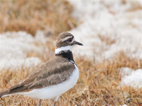 Important Bird Areas Audubon New York