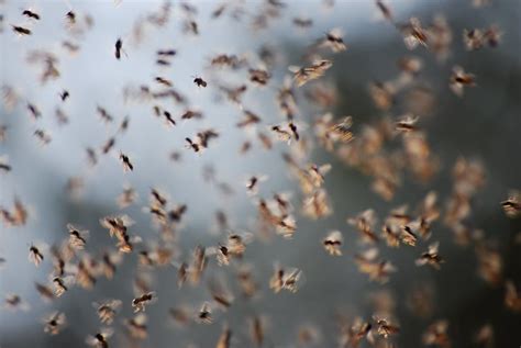 Swarm Of Flies Flickr Photo Sharing