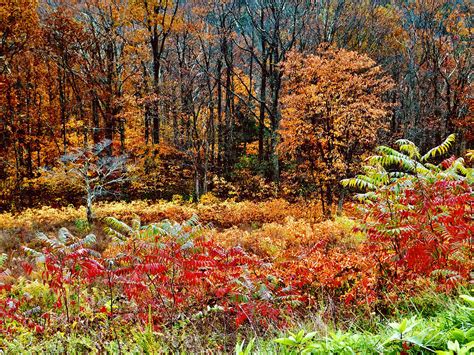 Virginia The Autumn Woods Photograph By Arlane Crump Fine Art America