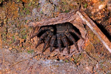 Trapdoor Spider Live