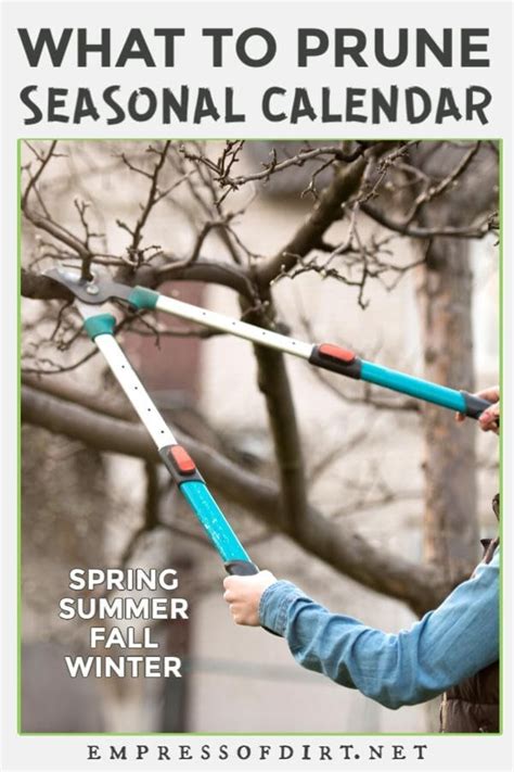 Pruning Tips For New Gardeners Trees Shrubs And Vines Empress Of Dirt
