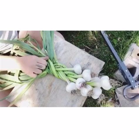 🚨new Youtube Video🚨how To Braid Garlic Garlic Harvest Is Here In Zone 6b We Planted October