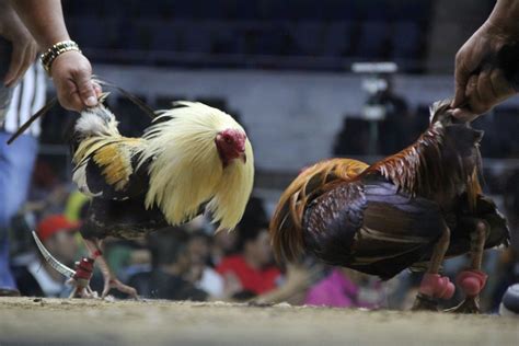 Gov Yap Leaves Up To Mayors Decision On Allowing Cockfighting