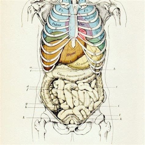 Organs Within Ribcage What Organs Are Located On The Left Side Of