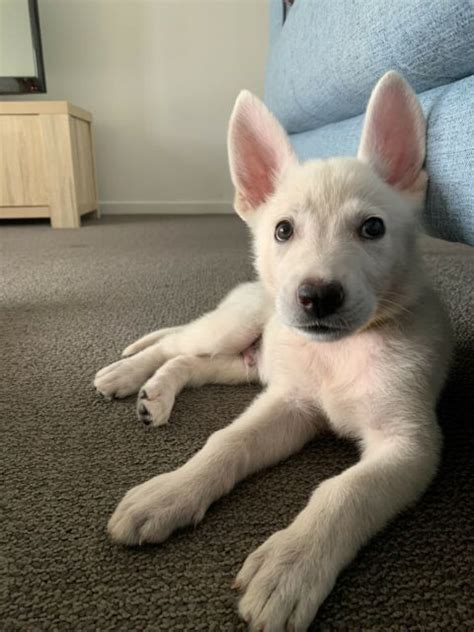International kennel clubs do not recognize this dog. White German Shepherd puppy | Dogs & Puppies | Gumtree ...