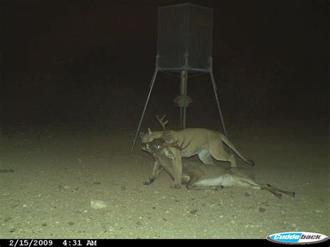 Cougar Dragging A White Tailed Deer Rhunting