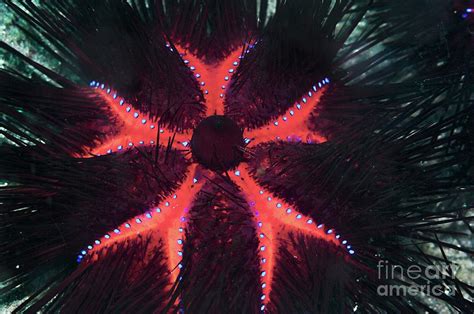Long Spined Sea Urchin Photograph By Georgette Douwmascience Photo Library