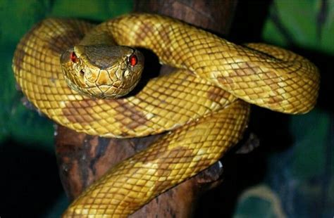 Jararaca Brazil Serpentes Venenosas Ilheus Cobras
