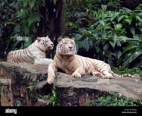 Singapur Zoo Tiger Tierwelt Hi Res Stock Photography And Images Alamy
