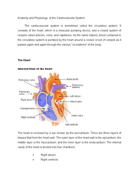Anatomy And Physiology Of The Cardiovascular System Pdf Artery Heart