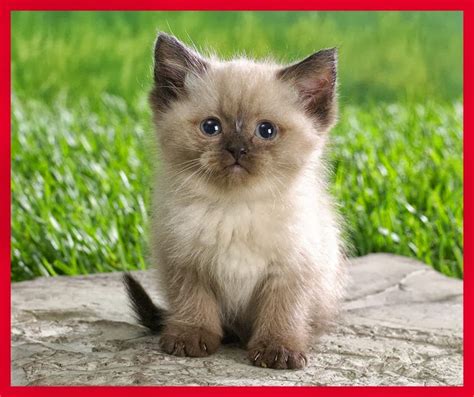 Top Cutest Cat Breeds Daily News