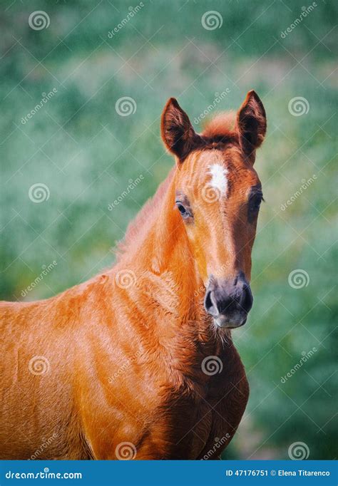 Portrait Of Cute Chestnut Foal Stock Image Image Of Cute Equitation