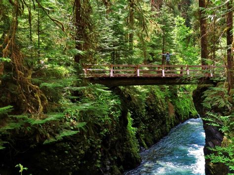 The Magical Rainforests Of Olympic National Park National Park