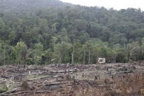 Tren Laju Penggundulan Hutan Di Indonesia Terus Menurun Republika Online