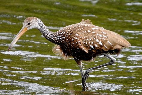 Field Notes And Photos Limpkin A Tropical Wading Bird In The Us