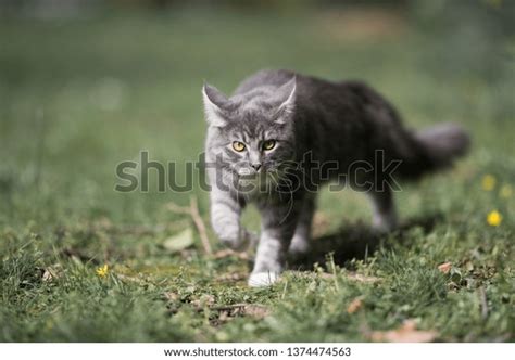 Blue Tabby Maine Coon Cat Prowling Stock Photo 1374474563 Shutterstock