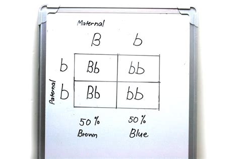 How To Make A Punnett Square Steps With Pictures WikiHow