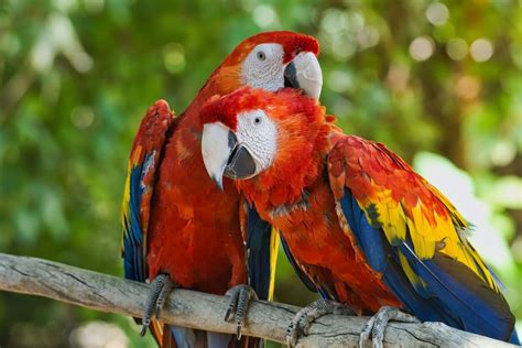 Top 143 Animal Couple Images