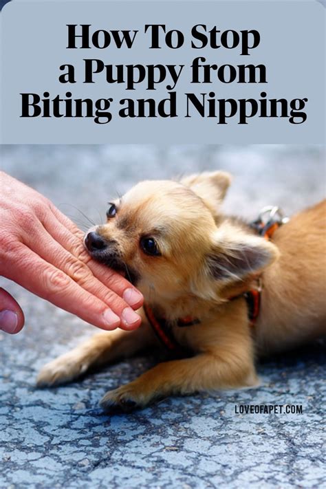 How To Stop A Puppy From Biting And Nipping All You Need To Know