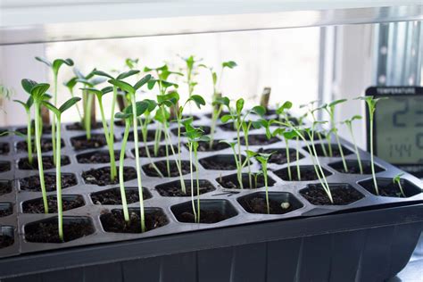 Beginners Guide To Starting Seeds Indoors | Back to the Land Living | Seed starting, Starting ...