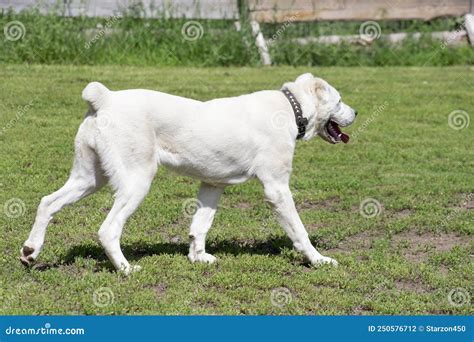 White Central Asian Shepherd Dog Puppy Is Walking On A Green Grass In
