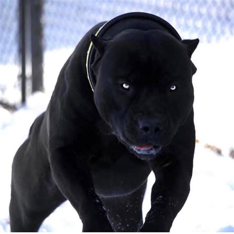 Black Dog Anjing Pitbull Binatang Pitbull