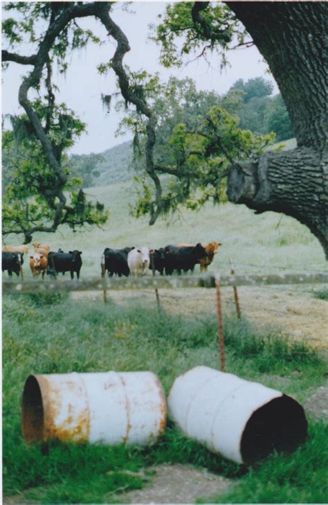 Cows And Barrels Color Photography Photography Barrel