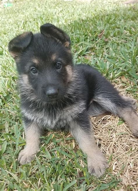Searching for your family's new puppy should feel comfortable, right? German Shepherd Puppies For Sale | Houston, TX #286241