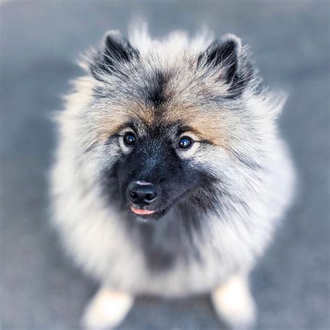 Adorable Keeshond Puppy For Sale Near Me