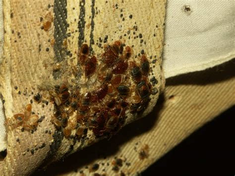 Bed Bug Treatment How To Kill Bed Bugs For Good