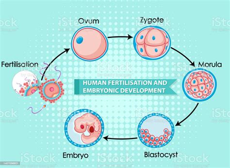 Human Fertilisation And Embryonic Development Stock Illustration