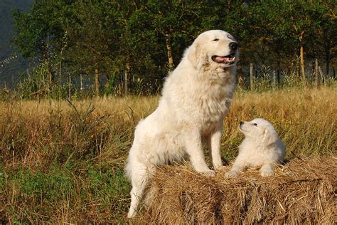 How To Choose A Livestock Guard Dog Modern Farmer