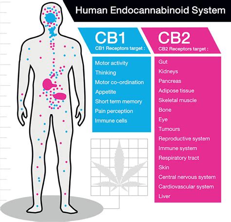 What Is The Endocannabinoid System Ecs